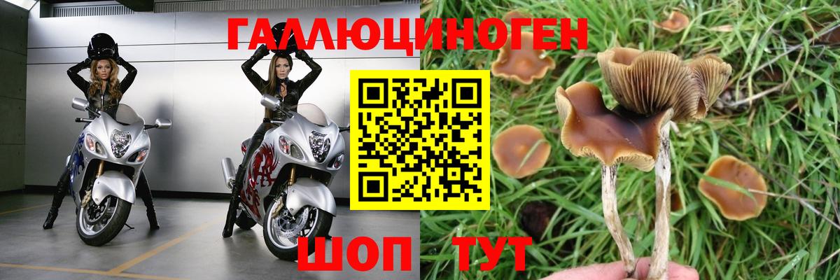 Галлюциногенные грибы Magic Shrooms  Ижевск  Псилоцибиновые грибы Psilocybine cubensis 